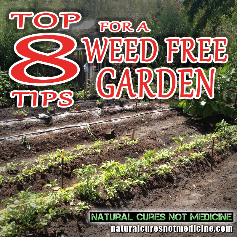 Organic Way To Get Rid Of Weeds Without Chemicals In Your Garden
